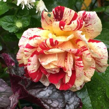 赤と黄色のバラの投稿画像一覧 Greensnap グリーンスナップ