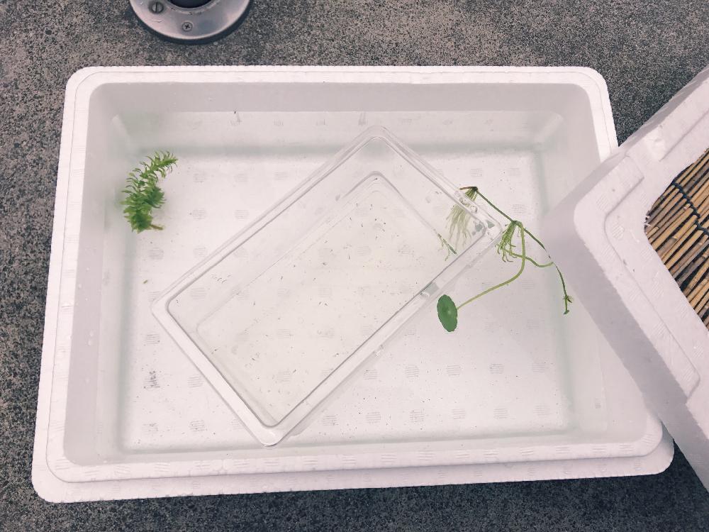 メダカの赤ちゃんの投稿画像 By るあはなさん ウォーターコインとアナカリス 水草 といつかは睡蓮鉢 と今年はキリゴボウの発泡スチロール 17月6月11日 Greensnap グリーンスナップ