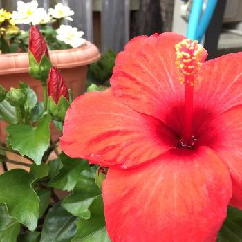 夏のイメージの画像 by プヨネコさん | 小さな庭と夏のイメージと咲いた！と『赤色植物』コンテスト