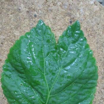 エゴマの葉の画像 by ぷくさん | バルコニー/ベランダと突然変異とエゴマの葉と植中毒