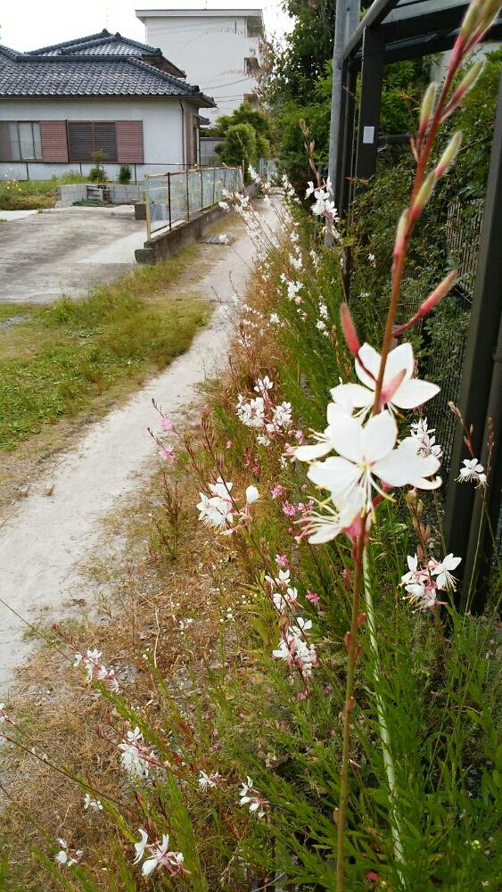 増える花の投稿画像 By 秋ののげしさん 宿根とこぼれ種と可愛いとお庭 17月6月11日 Greensnap グリーンスナップ