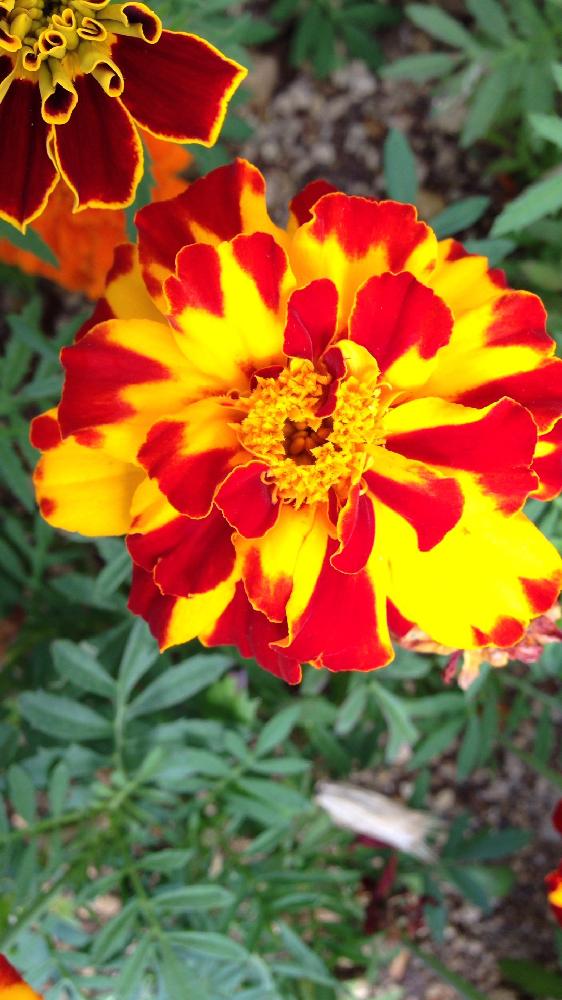 マリーゴールドの投稿画像 By 七虹さん 種まきと花壇と長く楽しむとキク科とコンテナガーデンと虫除けとビタミンカラー 17月6月12日 Greensnap グリーンスナップ