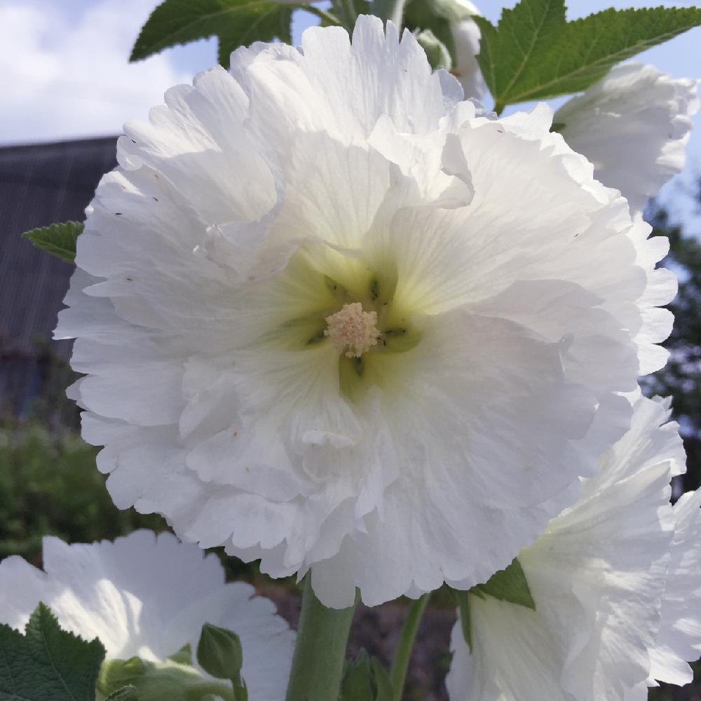 大きな花の投稿画像 By まゆみさん 背が高いと真っ白な花 17月6月12日 Greensnap グリーンスナップ