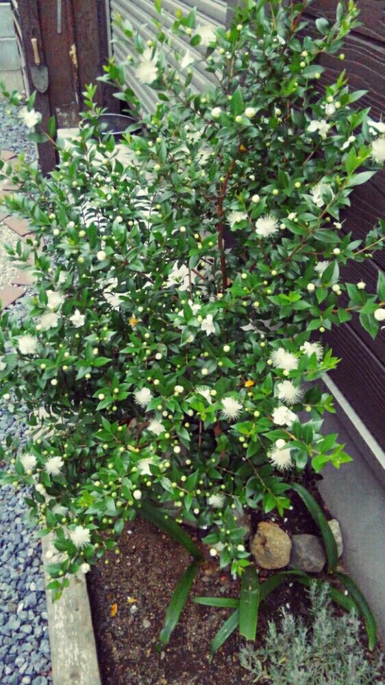 ギンバイカ マートル の投稿画像 By 宏之助さん 花壇と咲いた と手作りの庭と半日陰と我が家の花壇 17月6月12日 Greensnap グリーンスナップ