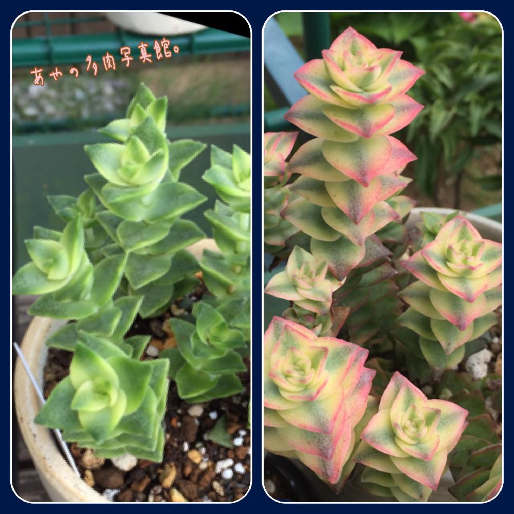多肉植物の投稿画像 By あやさん 星の王子さまと緑からピンクと綺麗とかわいいと斑入り 17月6月12日 Greensnap グリーンスナップ