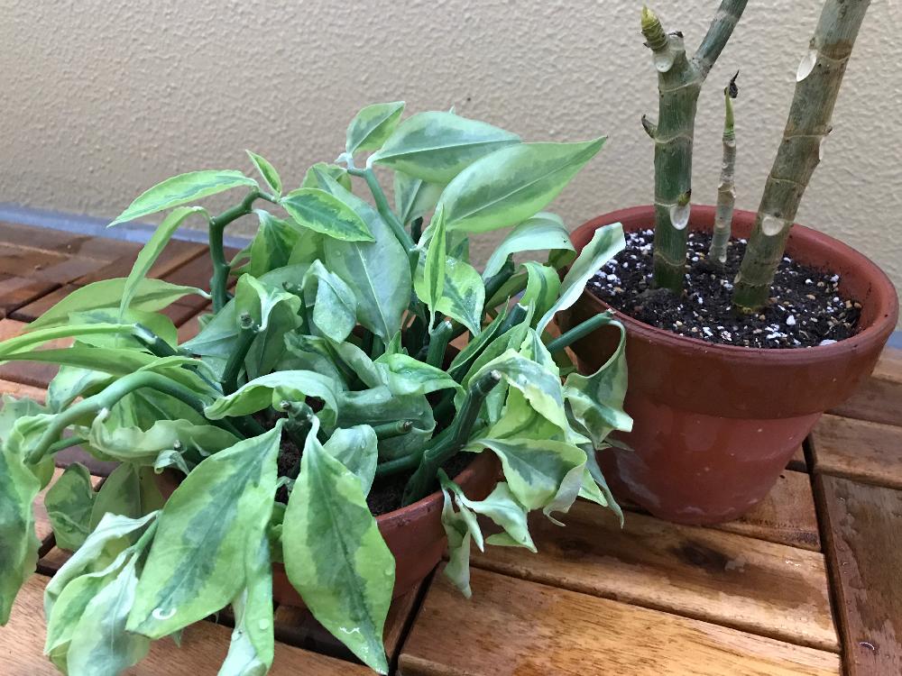 ペディランサス大銀竜の投稿画像 By Isamuraさん ダイギンリュウとウンベラータと水挿しと鉢上げと発根と植中毒と撮って出し 17月6月13日 Greensnap グリーンスナップ