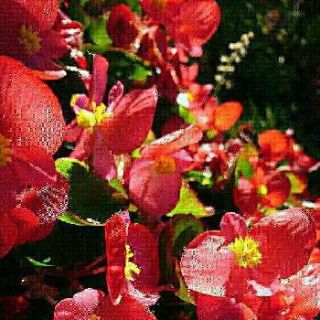 たくさん咲いての画像 by いちごちゃんさん | 玄関とベゴニアと眩しい！とたくさん咲いてと鉢のお花ととても綺麗と玄関前