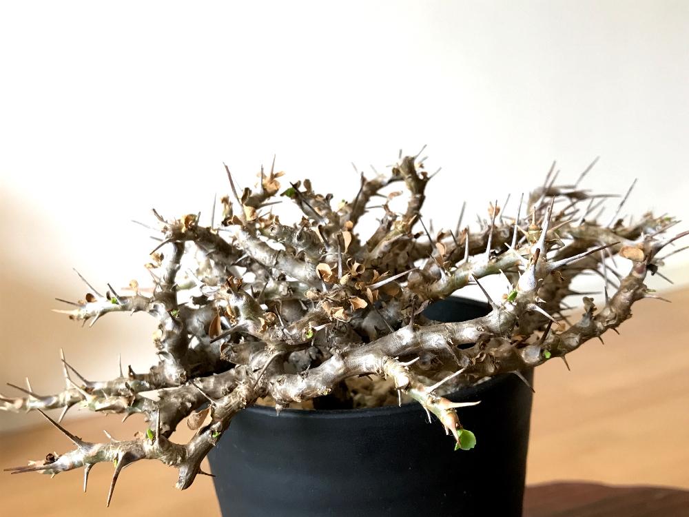 【美形】モンソニア(サルコカウロン)☆バンデリエティアエ☆竜骨扇 サルコカウロン バンデリエティアエ 竜骨扇 現地球 大株 美形