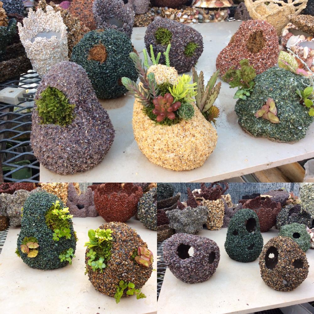 多肉植物の投稿画像 By Shellgarden Maedaさん 観葉植物と苔 コケ と寄せ植えと挿し木と植中毒と今日のお花とオリジナルポットとベラボン 17月6月13日 Greensnap グリーンスナップ