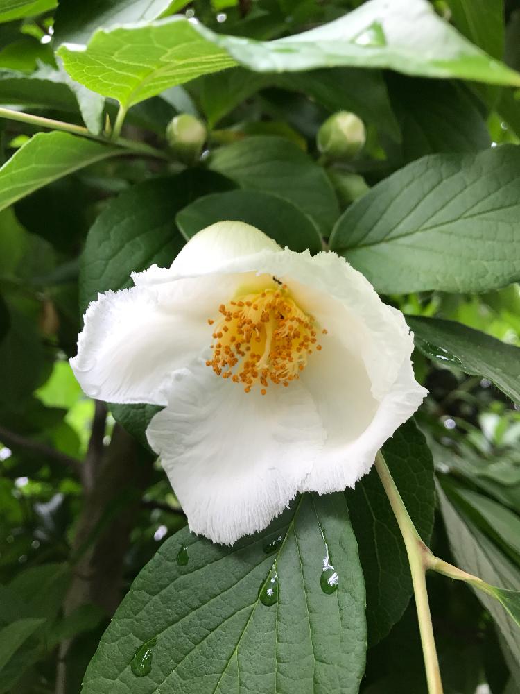 ナツツバキの投稿画像 By かづこさん シャラノキとマイガーデンと毎年の楽しみと花の咲く木と庭の木となつつばき と花のある暮らしと白い花 17月6月14日 Greensnap グリーンスナップ