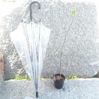 ケレベラの画像 by ふうの助さん | インテリアとケレベラとほぼ放置と誰かが買ってきたと今日の植物
