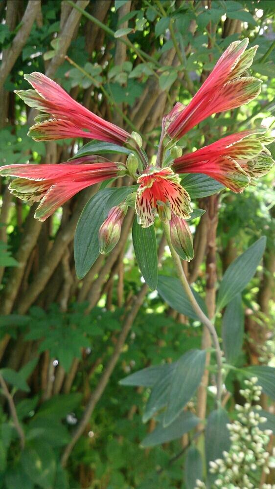 球根の花の投稿画像 By Miccoさん 今日の一枚と赤い花 17月6月14日 Greensnap グリーンスナップ