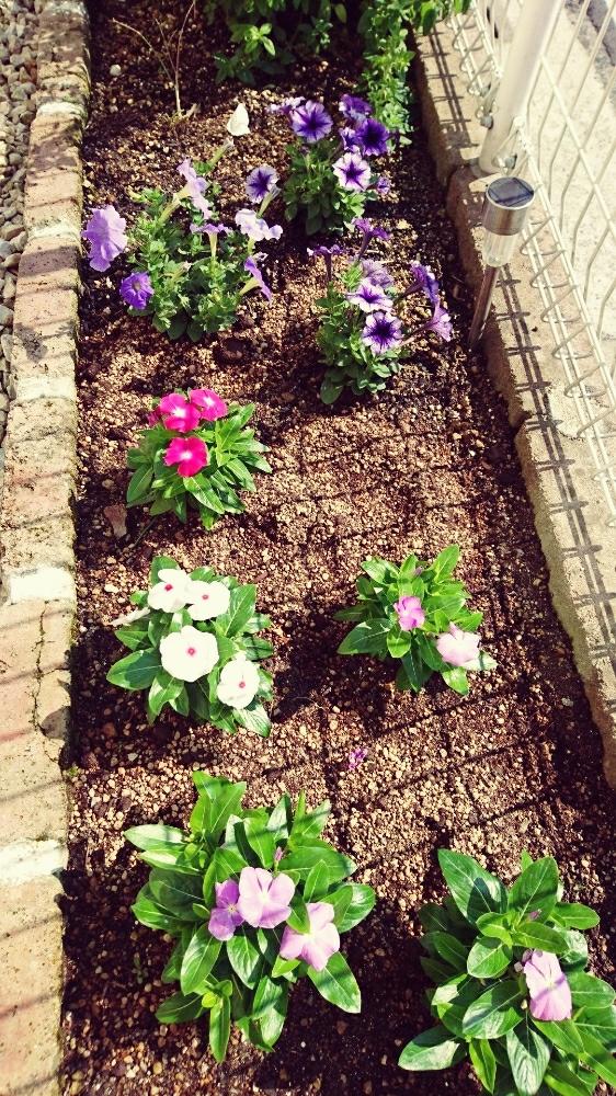 ニチニチソウ の投稿画像 By 花畑さん ガーデニングとペチュニア 17月6月14日 Greensnap グリーンスナップ