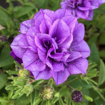 カラーバイオレットの画像 by annamamさん | 小さな庭とお気に入り♡と今日のお花とカラーバイオレットとサントリーフラワーとペチュニアの寄せ植え