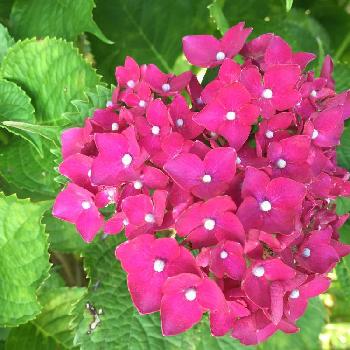 赤い紫陽花の投稿画像一覧 Greensnap グリーンスナップ