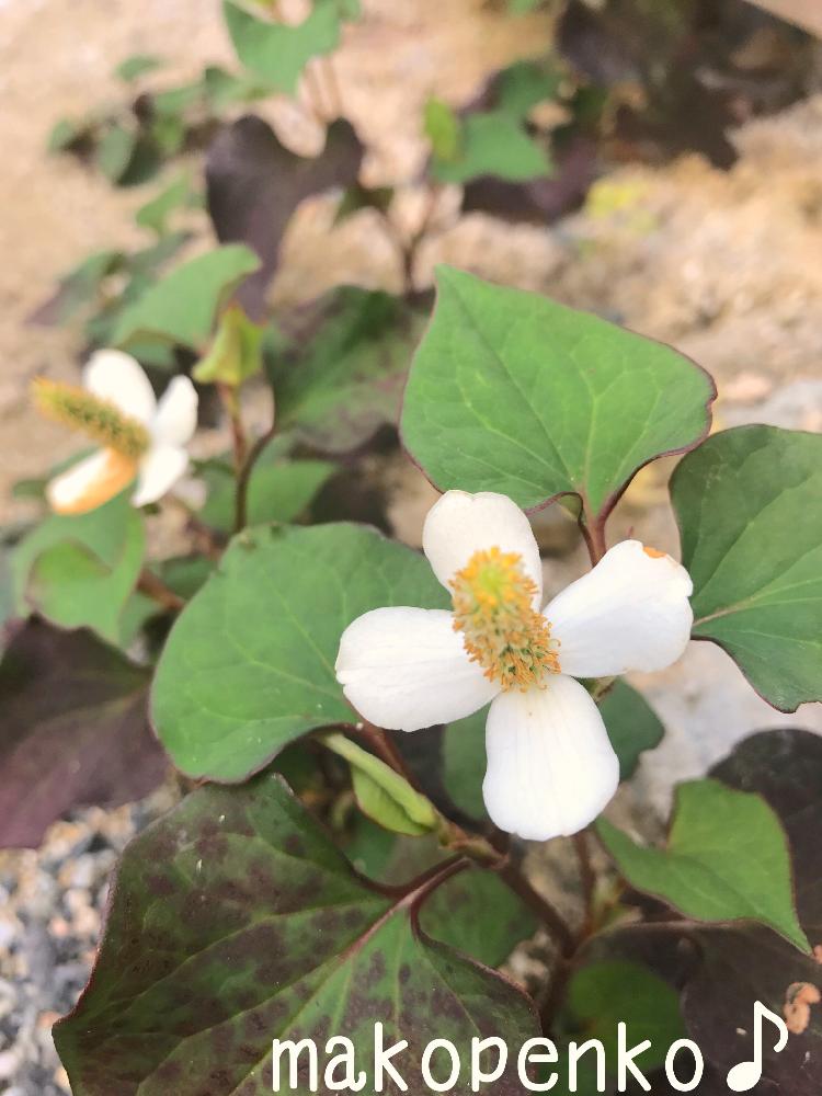 いつからいたの の投稿画像 By まこぺんこさん キュートなお花と植中毒とハーブと植物の恵みとワイルド 17月6月15日 Greensnap グリーンスナップ