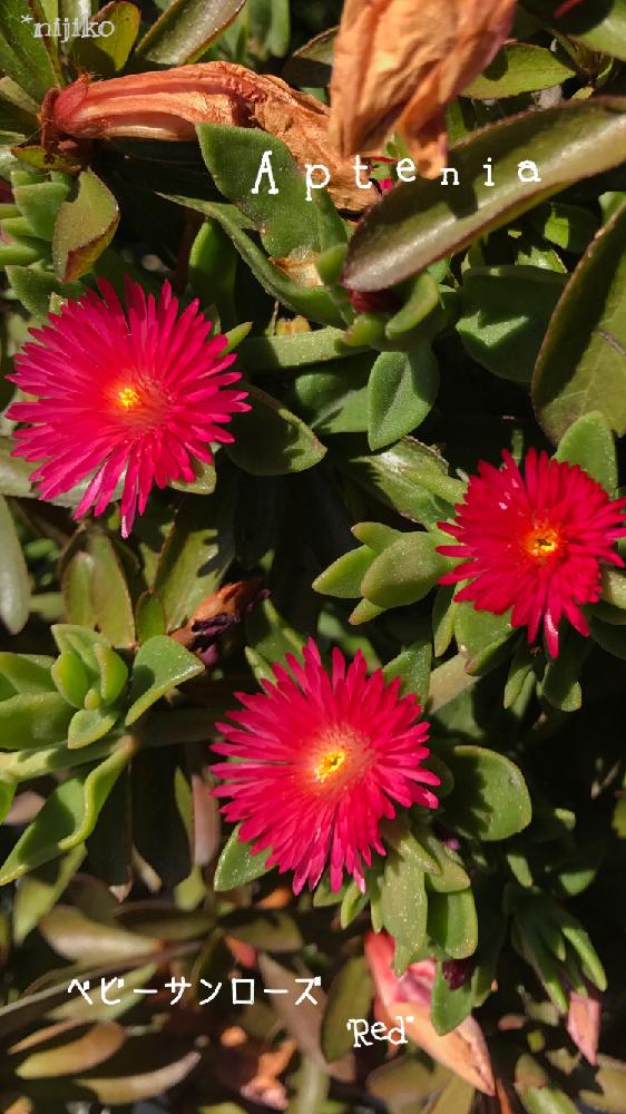 多肉 植物 赤い 花 花の画像無料