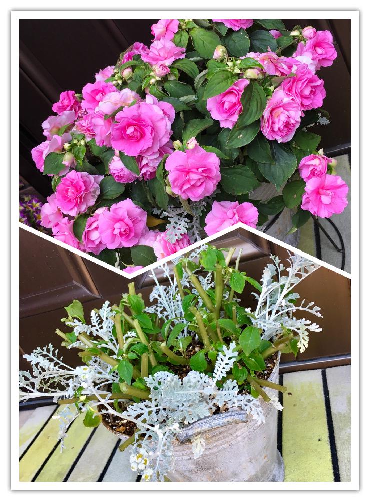 シロタエギクの投稿画像 By ヤマボウシ さん 八重咲きインパチェンス カリフォルニアローズとインパチェンスと切り戻し 17月6月15日 Greensnap グリーンスナップ