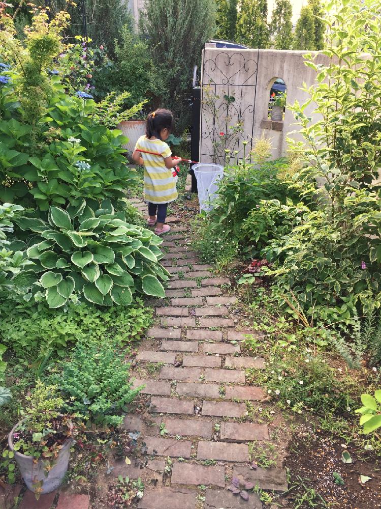 レンガの道の投稿画像 By R子さん 庭遊びと娘 とナチュラルガーデンとガーデニング 17月6月15日 Greensnap グリーンスナップ
