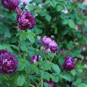 カーディナル ド リシュリューの画像 by makoさん | 小さな庭と今日のお花とガーデニングと薔薇♪とバラを楽しむとカーディナル ド リシュリュー