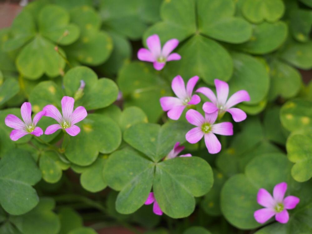 ムラサキカタバミの投稿画像 By Teruruさん 小さな庭と紫ピンクとクローバー とかわいいな と咲いてるよと紫ピンクとクローバー とかわいいな と咲いてるよ 17月6月15日 Greensnap グリーンスナップ Greensnap グリーンスナップ