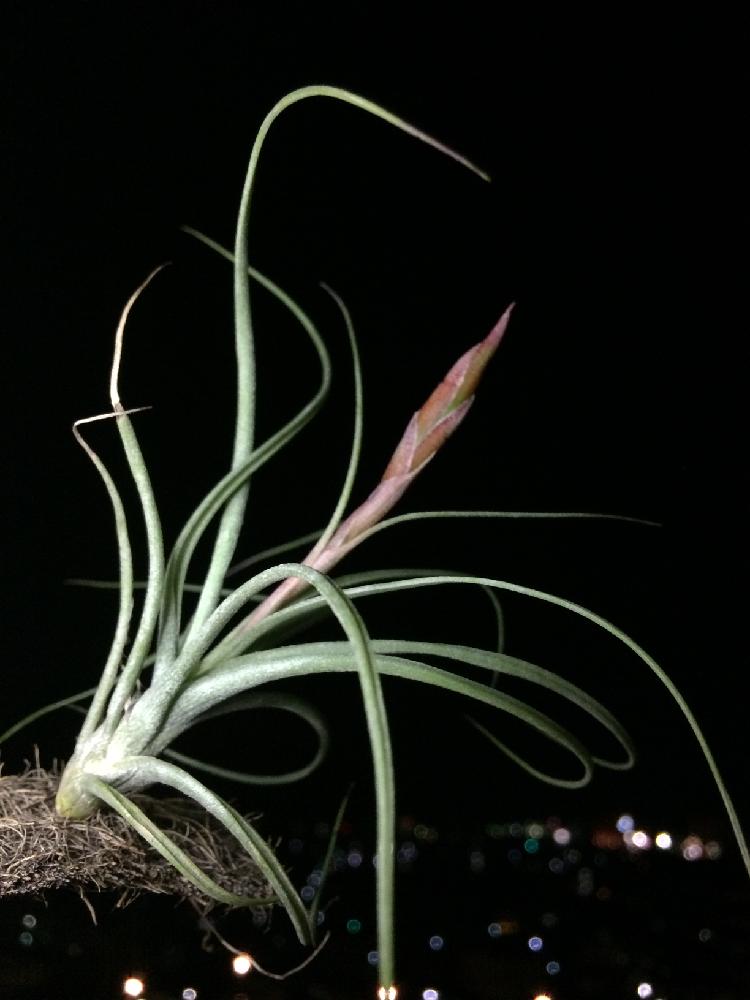 トリコロールムーンライトの投稿画像 By 鈴蘭さん 花芽と着生植物とエアプランツ チランジアと植物のある暮らしとボタニカルライフとダイソーとno Green No Lifeと植欲と植中毒と今日の一枚とぶら下げる とエアプランツとエアープランツ チランジア 17月6月15日