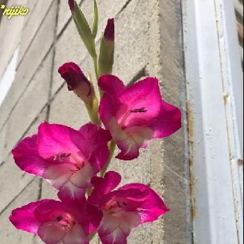 ワトソニアの花の画像 by ＊nijikoさん | お出かけ先とワトソニアの花とご近所さんぽ、と花壇と植中毒と今日の一枚と道端の花