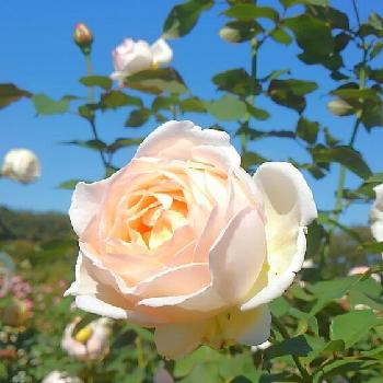 薫乃 バラの投稿画像一覧 Greensnap グリーンスナップ