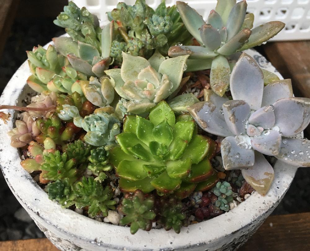 宮崎の投稿画像 By さん 多肉植物と多肉の寄せ植え と多肉植物寄せ植え 17月6月16日 Greensnap グリーンスナップ
