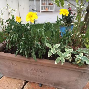 西日に強い寄せ植えの投稿画像一覧 Greensnap グリーンスナップ 西日に強い寄せ植えの投稿画像一覧 Greensnap グリーンスナップ