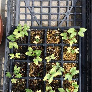 赤ちゃん朝顔の苗の投稿画像一覧 Greensnap グリーンスナップ