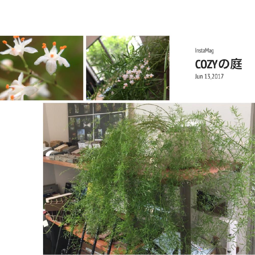 アスパラガス スプレンゲリーの投稿画像 By Cozyの庭さん インテリアと観葉植物とふさふさと成長中と植中毒と今日の一枚と今日のお花と咲いた と観葉植物とふさふさと成長中と植中毒と今日の一枚と今日のお花と咲いた 17月6月16日 Greensnap グリーン
