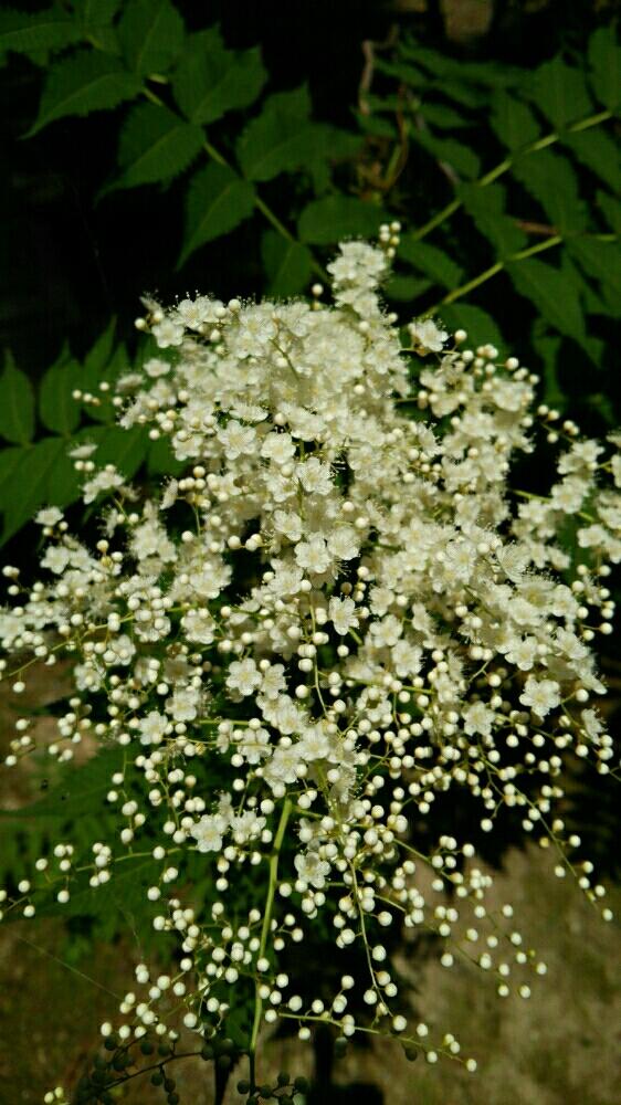 小さな白い花の投稿画像 By はちみつ さん 梅雨の晴れ間と小さな花 17月6月16日 Greensnap グリーンスナップ