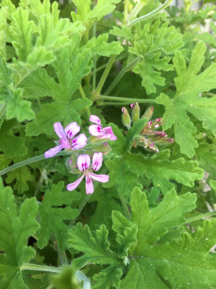 蚊除けの投稿画像 By ブルースターさん ゼラニウム 17月6月16日 Greensnap グリーンスナップ