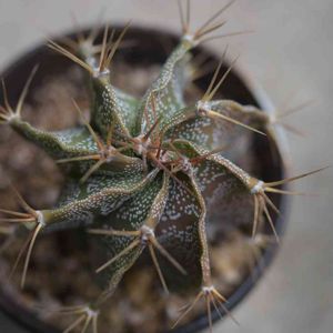 般若,アストロフィツム 般若,サボテン科,軒下,アストロフィツム属の画像