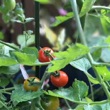 今日の野菜の画像 by ちゃんりさん | バルコニー/ベランダとミニトマトと今日の野菜とトマト栽培