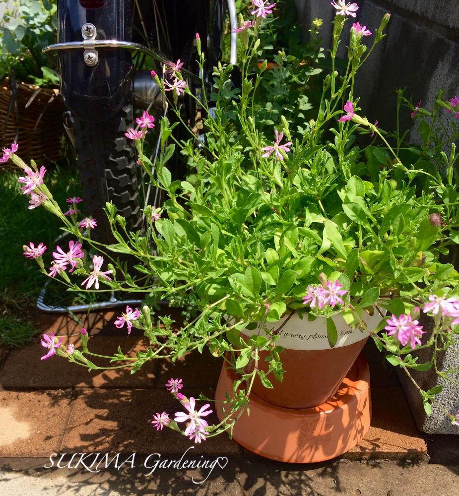 シレネの投稿画像 By 隙間ガーデニン さん シレネ ピンクピルエットとピンクの花と種からとまだまだ咲きますと季節のお花と鉢植えと成長記録 17月6月16日 Greensnap グリーンスナップ