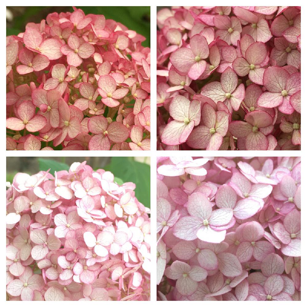 アナベル ピコティシャルマンの投稿画像 By もじら さん スマホ撮影と植物のある暮らしとあじさいコンテストとピンク の花とナチュラルガーデンと今日のお花とアナベル大好き と花のある暮らしとピンクアナベル好き と大人かわいい とピンク同好会 17月6月16日