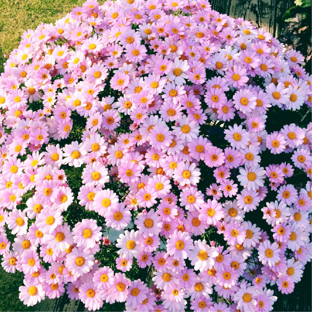 マーガレットの投稿画像 By はち さん 小さな庭とピンクの花と満開ときれいと植中毒と100万枚記念 とっておきの植物コンテストとピンクの花と満開ときれいと植中毒と100万枚記念 とっておきの植物コンテスト 17月6月17日 Greensnap グリーンスナップ