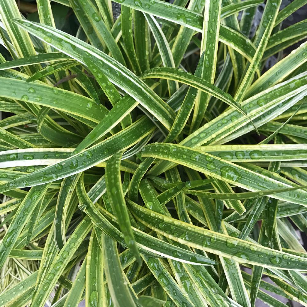 ヤブランの投稿画像 By さんごさん エントランスと植中毒と綺麗なミドリと植中毒と綺麗なミドリ 17月6月17日 Greensnap グリーンスナップ Greensnap グリーンスナップ