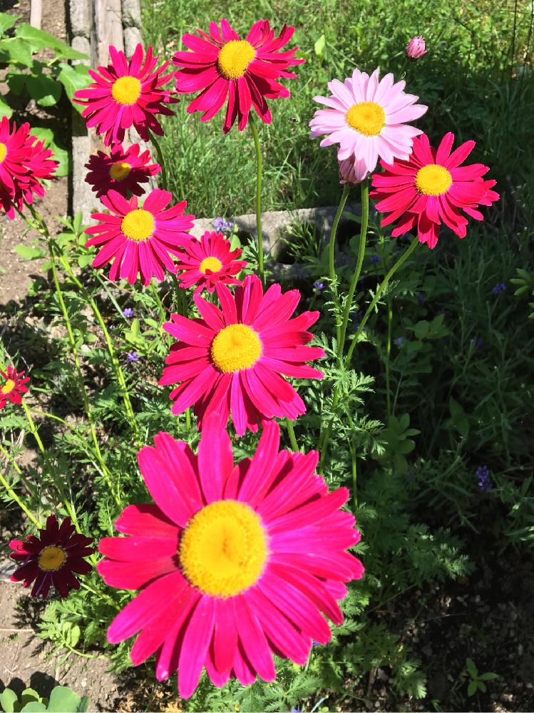 赤花虫除け菊の投稿画像 By Yadoさん 赤花除虫菊と小さな庭と満開 と満開 17月6月17日 Greensnap グリーンスナップ Greensnap グリーンスナップ