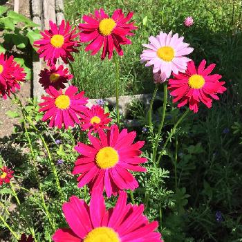 赤花虫除け菊の投稿画像一覧 Greensnap グリーンスナップ