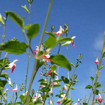 晴れのお花さんの投稿画像一覧 Greensnap グリーンスナップ