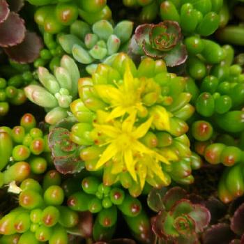 虹の玉の花の投稿画像一覧 Greensnap グリーンスナップ