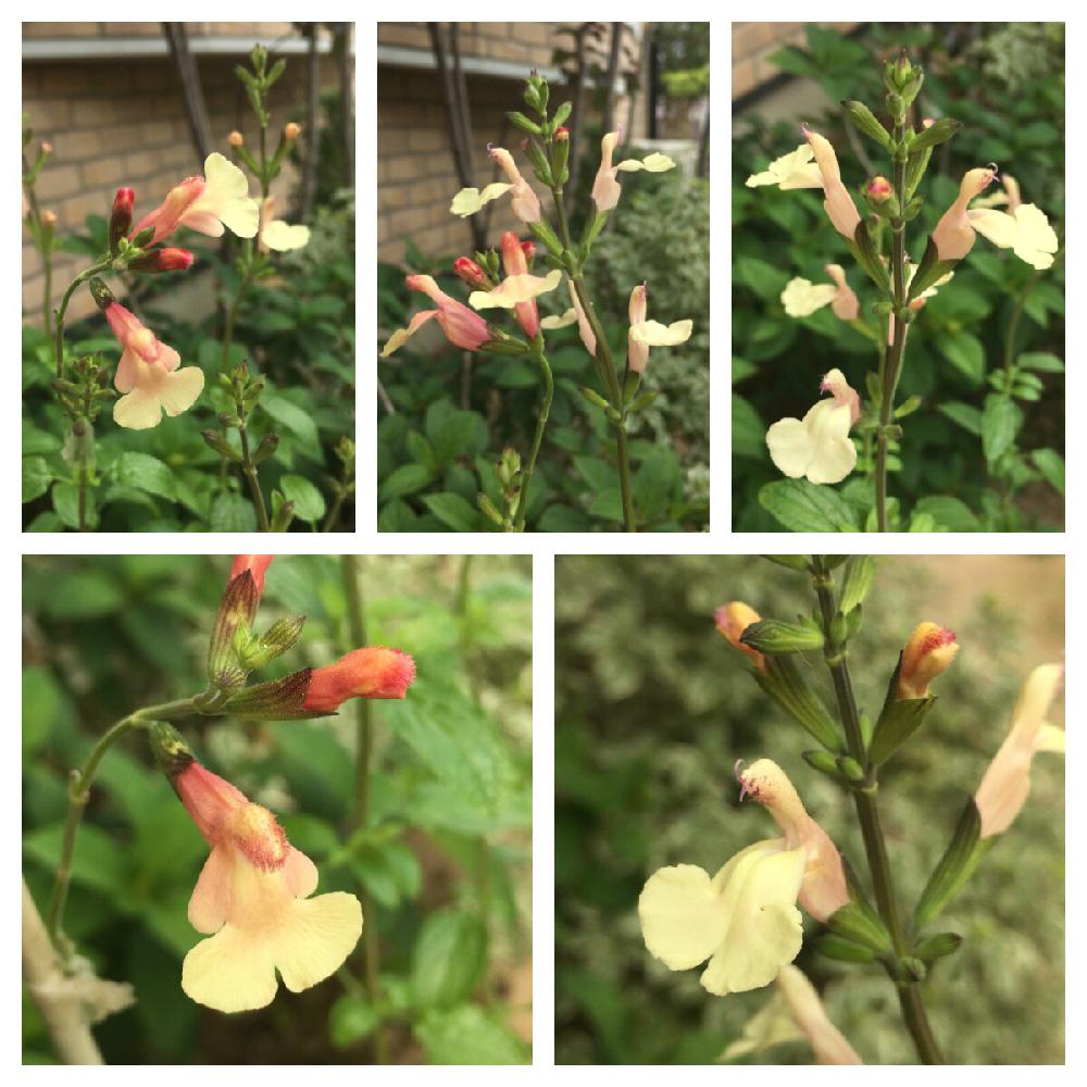 奇跡の再販 エレガントな月色の花 チェリーセージ ムーンライトセレナーデ １株 日本全国送料無料