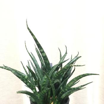サンセベリア ファーンウッド パンクの投稿画像一覧 Greensnap グリーンスナップ