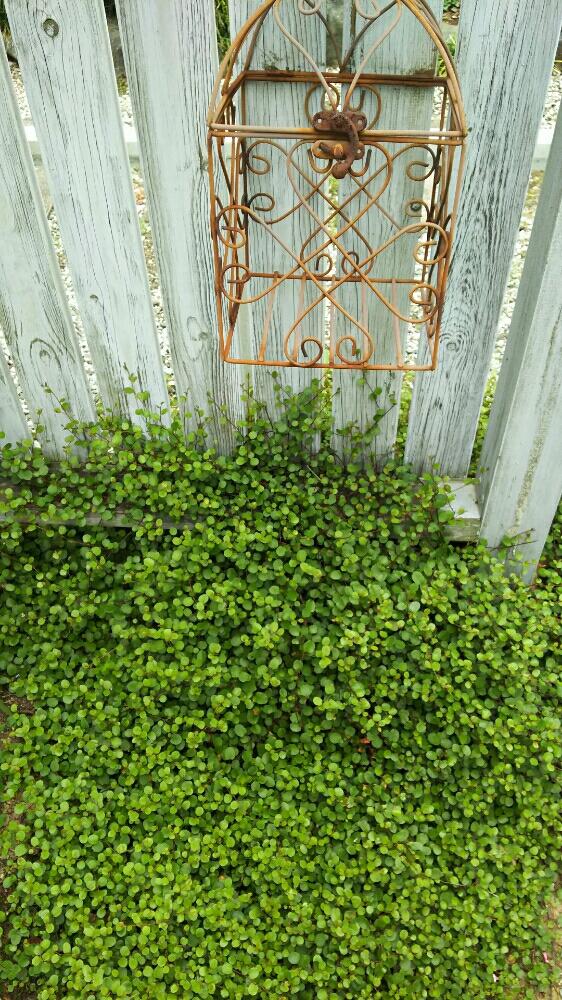ワイヤープランツの投稿画像 By Beeさん 100万枚記念 とっておきの植物コンテストと地植えと我が家の花壇と ワイヤープランツ 17月6月19日 Greensnap グリーンスナップ