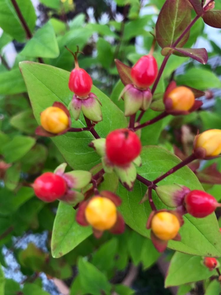 赤い実の投稿画像 By スノーベルさん 実のなる木と今日のお花とアレンジ 17月6月19日 Greensnap グリーンスナップ