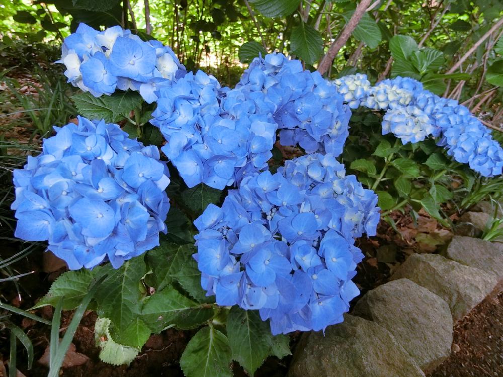 あじさいコンテストの投稿画像 By 青いヒヨコさん 日陰育ちと紫陽花が好き と１番好きな花と梅雨ならでは と日陰の植物と癒しと青色の花と梅雨の花と紫陽花 アジサイ あじさいと梅雨に負けるな とブルーの花 17月6月19日 Greensnap グリーンスナップ