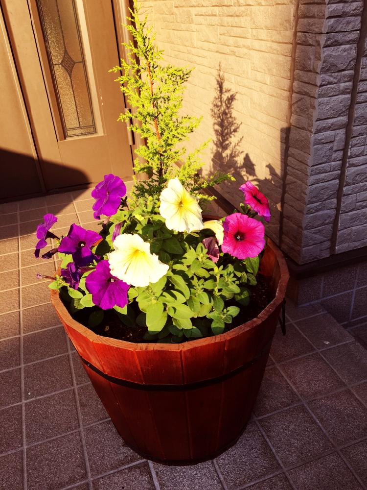 ペチュニアの投稿画像 By Kunkunさん ゴールドクレストと玄関と寄せ植えと寄せ植え 17月6月19日 Greensnap グリーンスナップ Greensnap グリーンスナップ